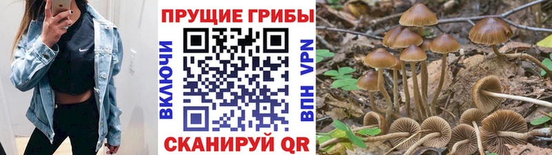 Галлюциногенные грибы Psilocybe  Томск 